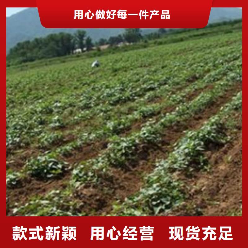 紫薯苗-紫薯苗售后保障
