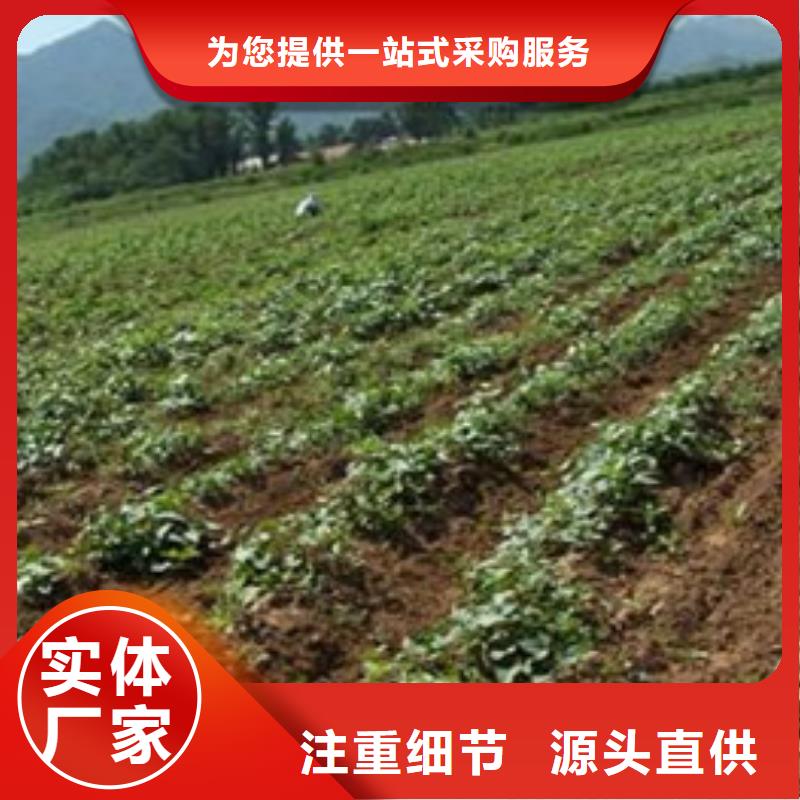 紫薯苗1高端定制