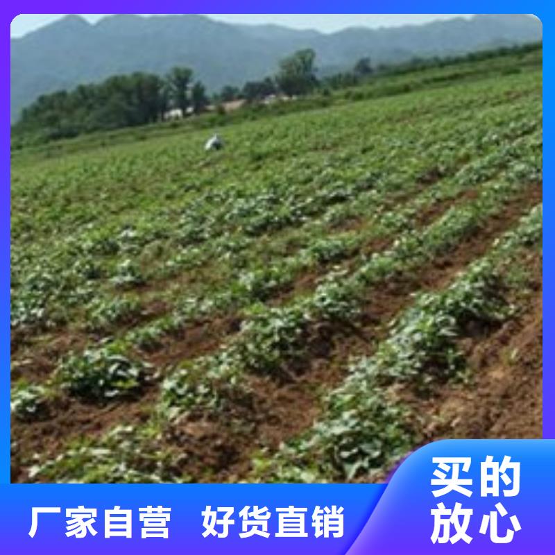 紫薯苗1專(zhuān)業(yè)可靠