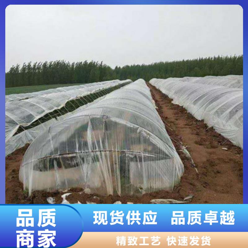 紫薯苗省心的選擇