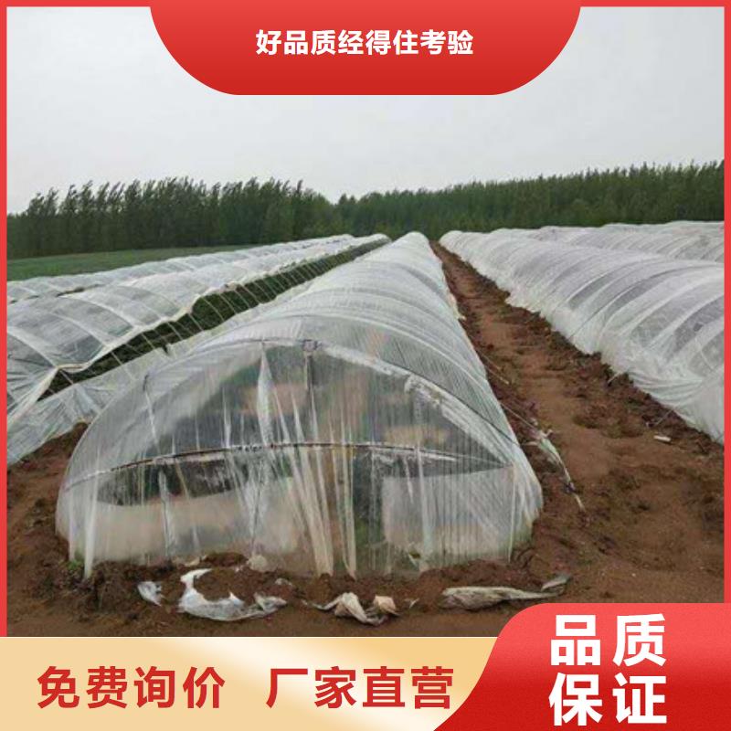 紫薯苗1專(zhuān)業(yè)可靠