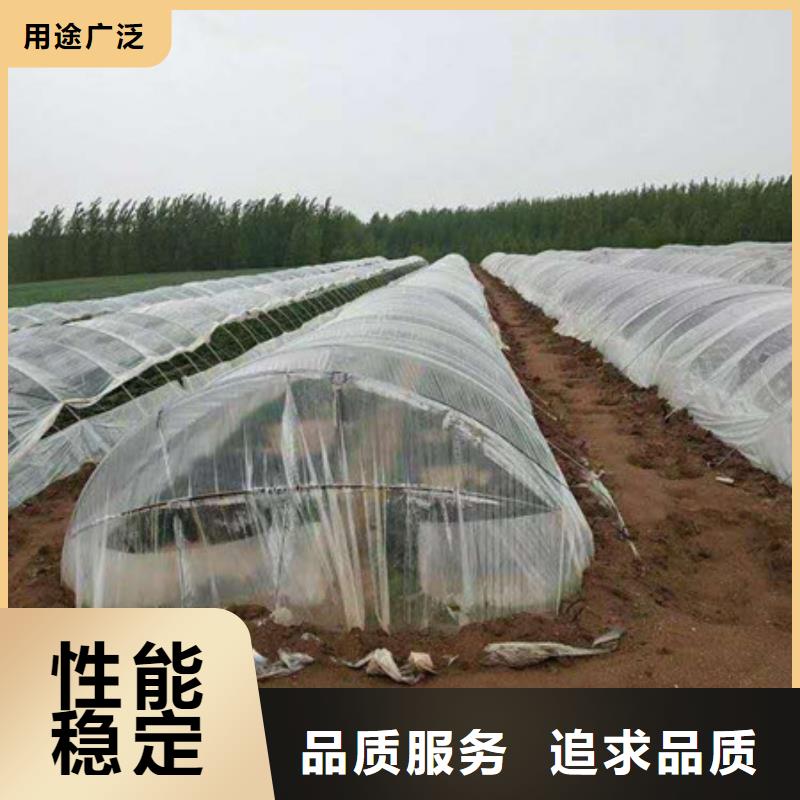 紫薯苗1、紫薯苗1生產(chǎn)廠家-本地商家