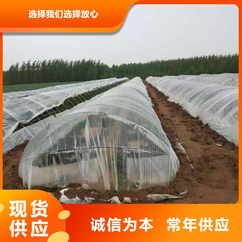 紫薯苗1_支持定制隨到隨提