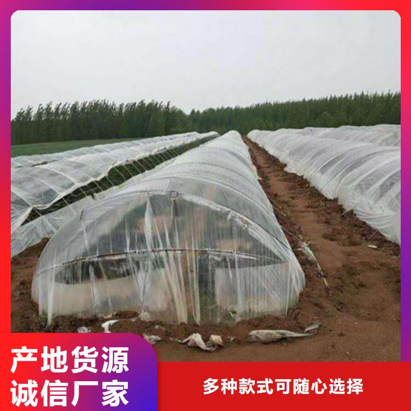 紫薯苗1高端定制有實(shí)力有經(jīng)驗(yàn)