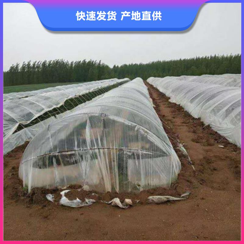紫薯苗-紫薯苗來電咨詢