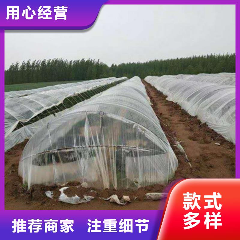 紫薯苗工廠-廠家