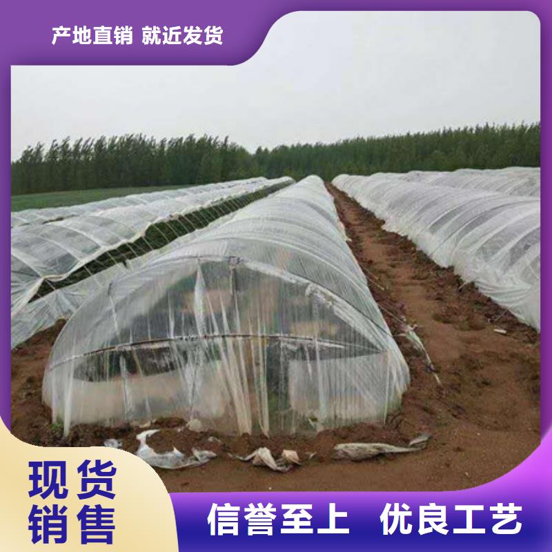 紫薯苗1租賃銷售的是誠信