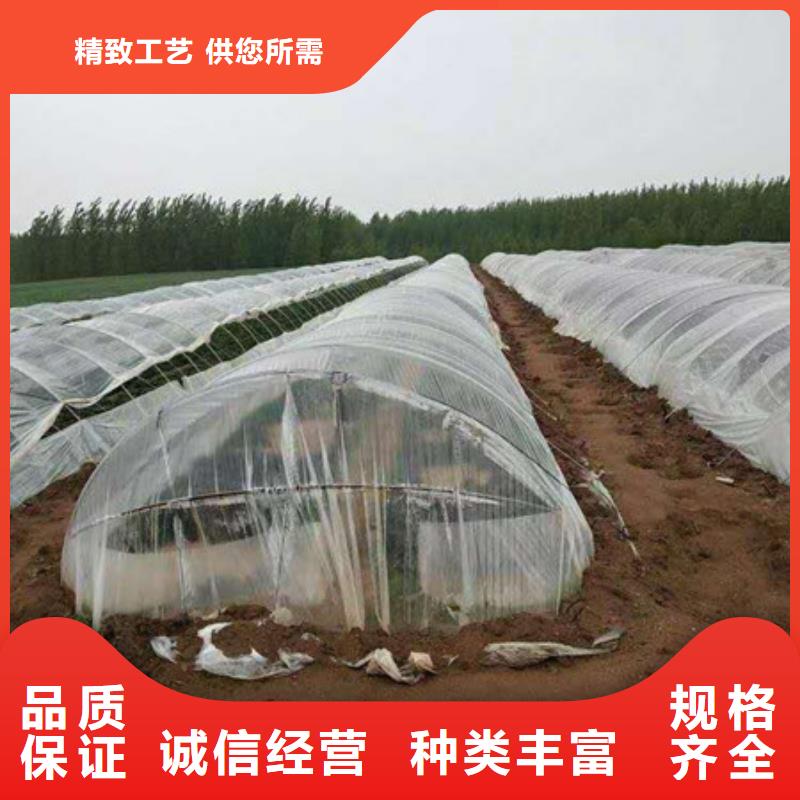 紫薯苗1排行廠家貨源