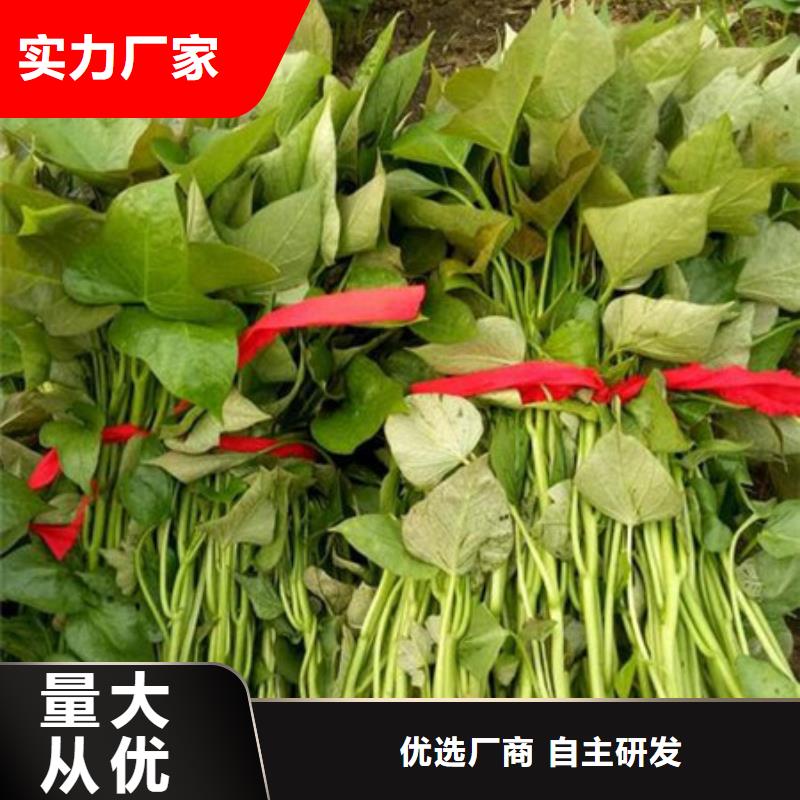 可定制的紫薯苗1實(shí)體廠家