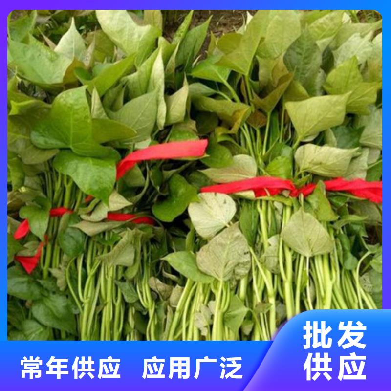 紫薯苗1驗(yàn)貨合格
