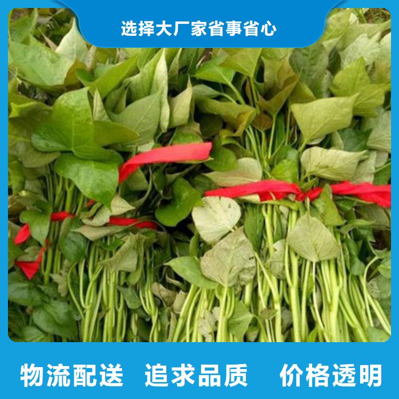 供應(yīng)紫薯苗1的廠家