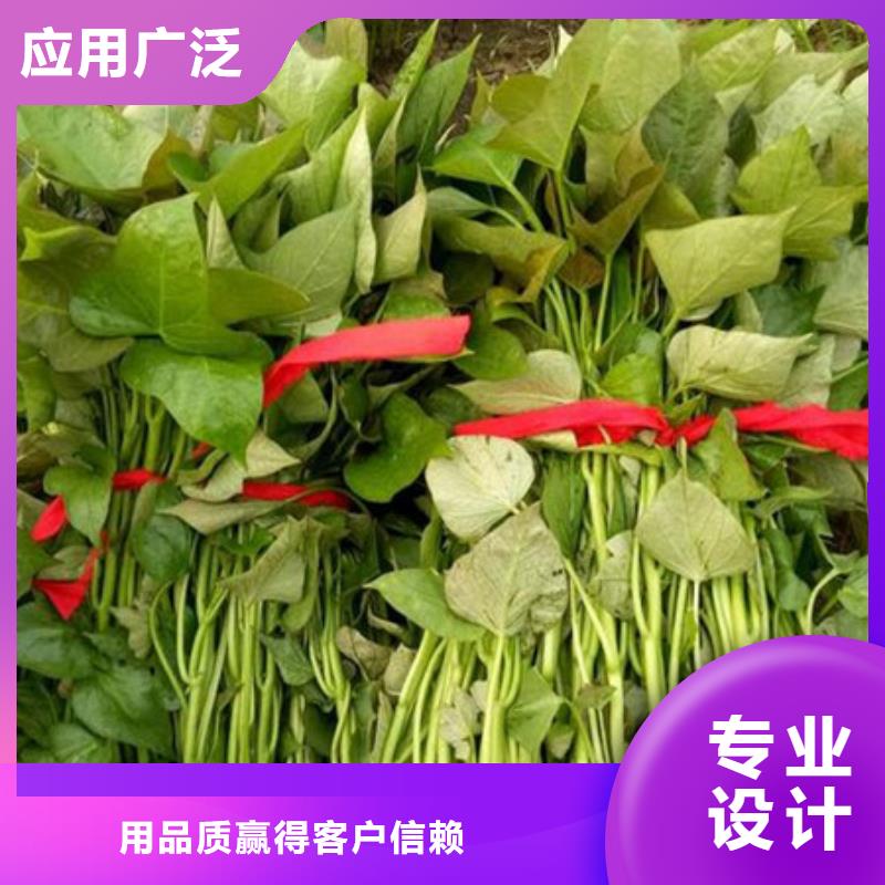 紫薯苗1高端定制