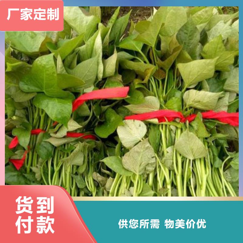 紫薯苗全國送貨