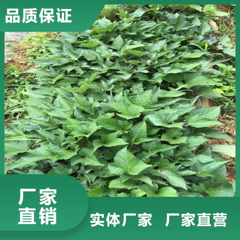 #紫薯苗#實(shí)力強(qiáng)