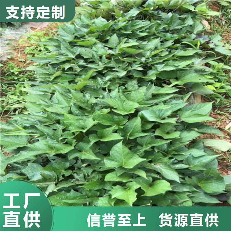 紫薯苗1找樂(lè)農(nóng)食品有限公司現(xiàn)貨充足量大優(yōu)惠