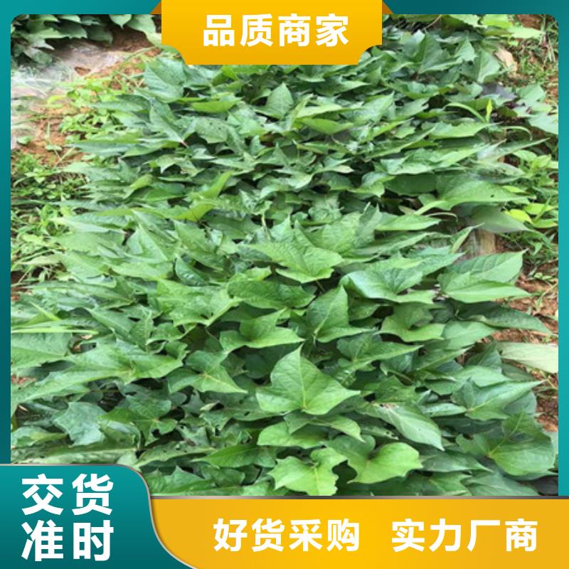 有現(xiàn)貨的紫薯苗1批發(fā)商現(xiàn)貨銷售