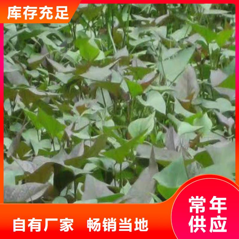 紫薯苗比同行節(jié)省10%海量庫存