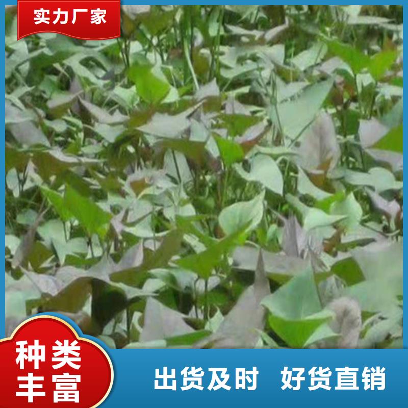 紫薯苗-量大價優(yōu)一手貨源源頭廠家