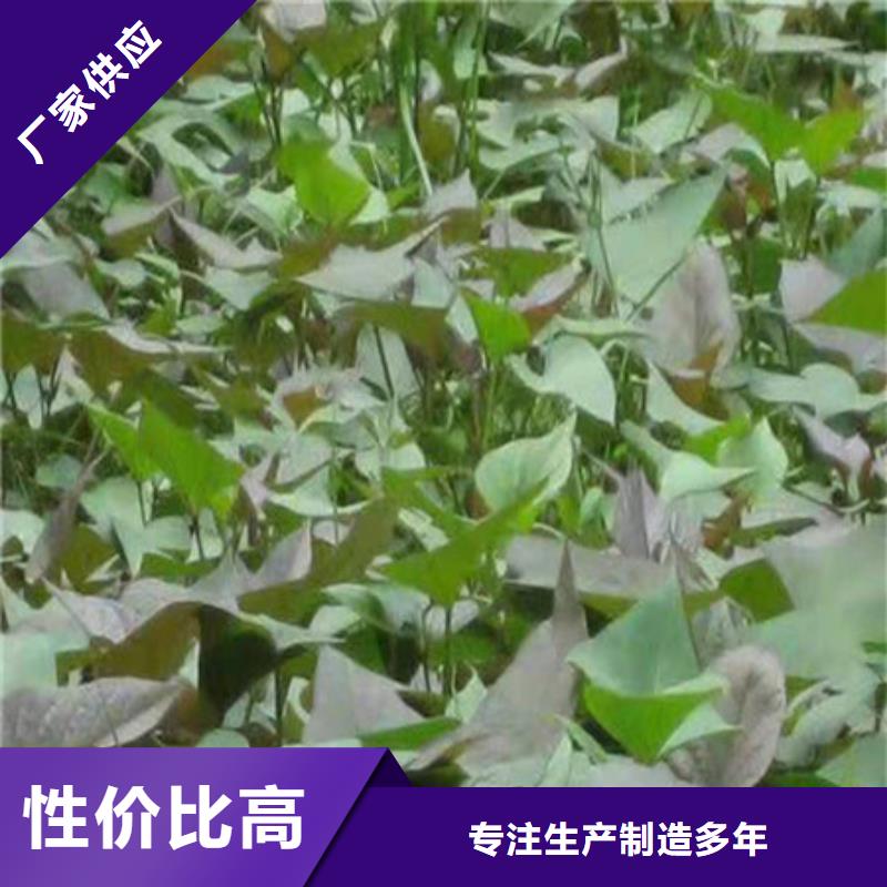 #紫薯苗#實(shí)力強(qiáng)