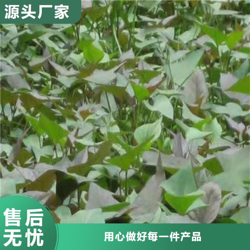 現(xiàn)貨供應(yīng)紫薯苗_誠(chéng)信企業(yè)同城貨源