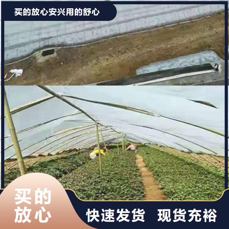 紫薯苗工廠-廠家