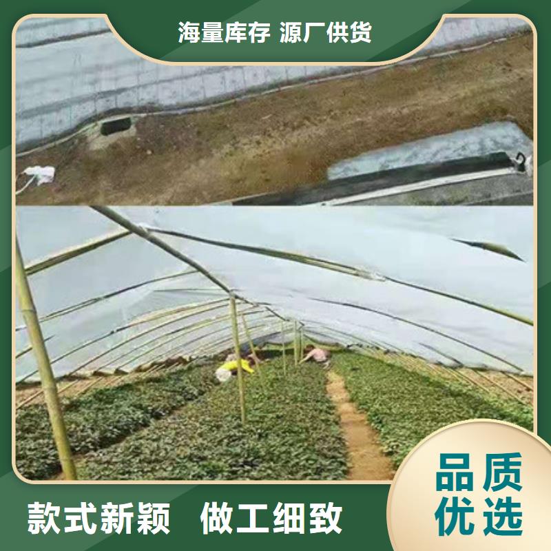 現貨充足的紫薯苗廠家隨心所欲定制