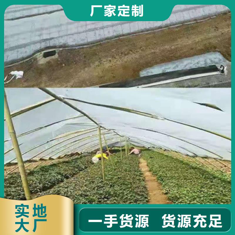 常年供應(yīng)紫薯苗1-放心