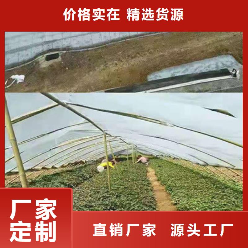 紫薯苗-紫薯苗來電咨詢