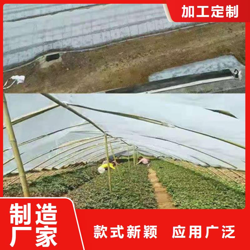 優(yōu)選：紫薯苗公司