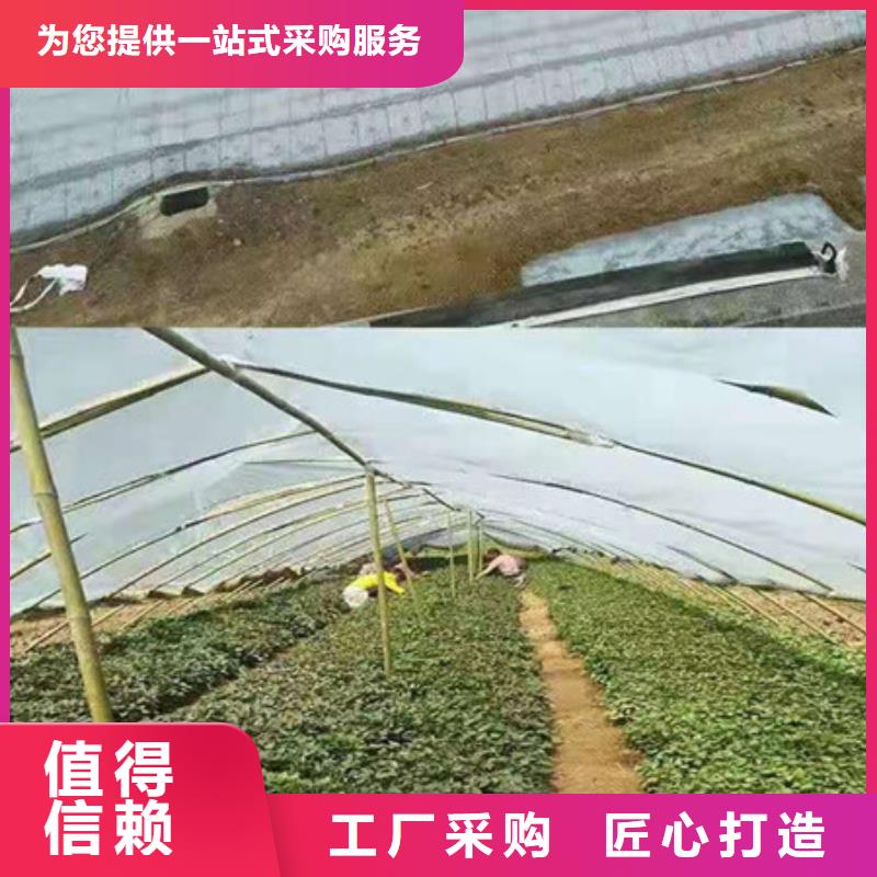 紫薯苗源頭好貨