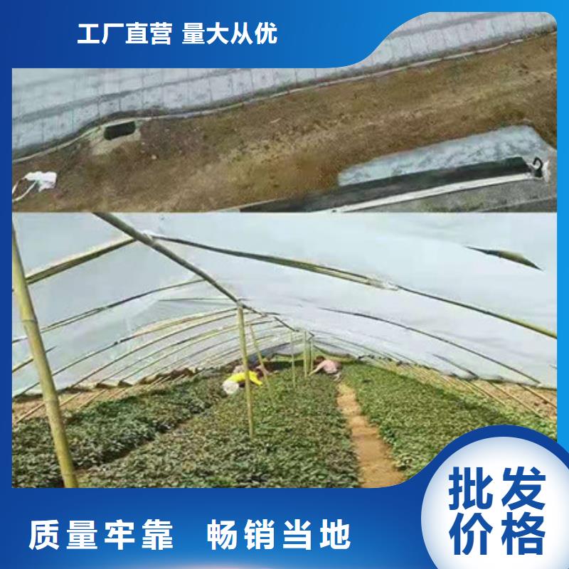 紫薯苗歡迎致電