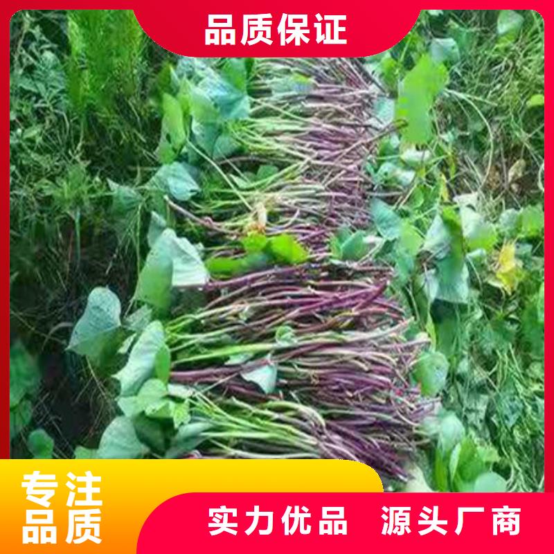 靠譜的紫薯苗基地