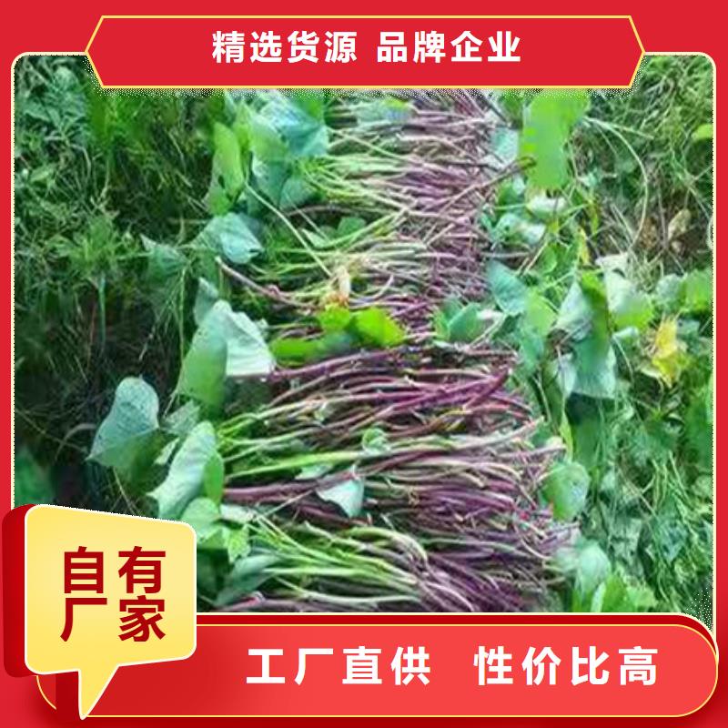 大規(guī)模紫薯苗廠家