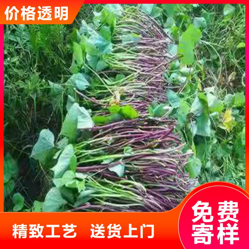 資訊：紫薯苗廠家