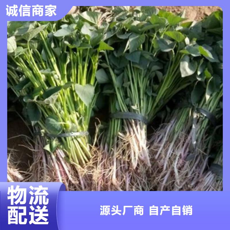 紫薯苗生產(chǎn)商_樂農(nóng)食品有限公司
