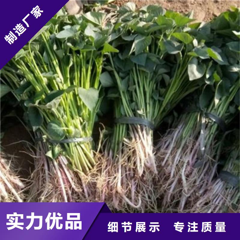 紫薯苗促銷等你來準時交付