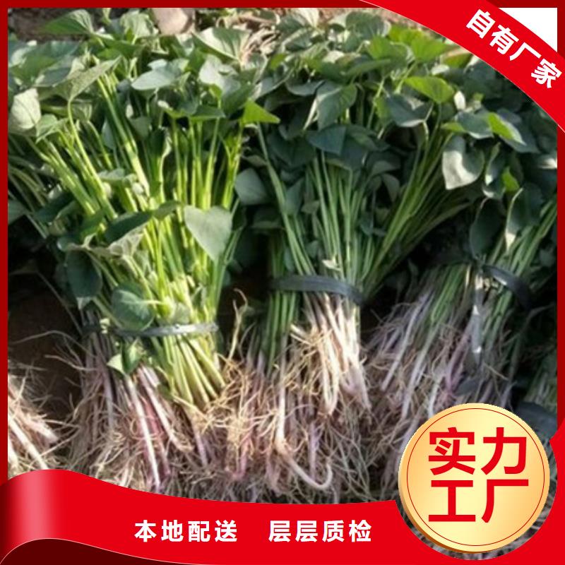 紫薯苗1量大從優(yōu)