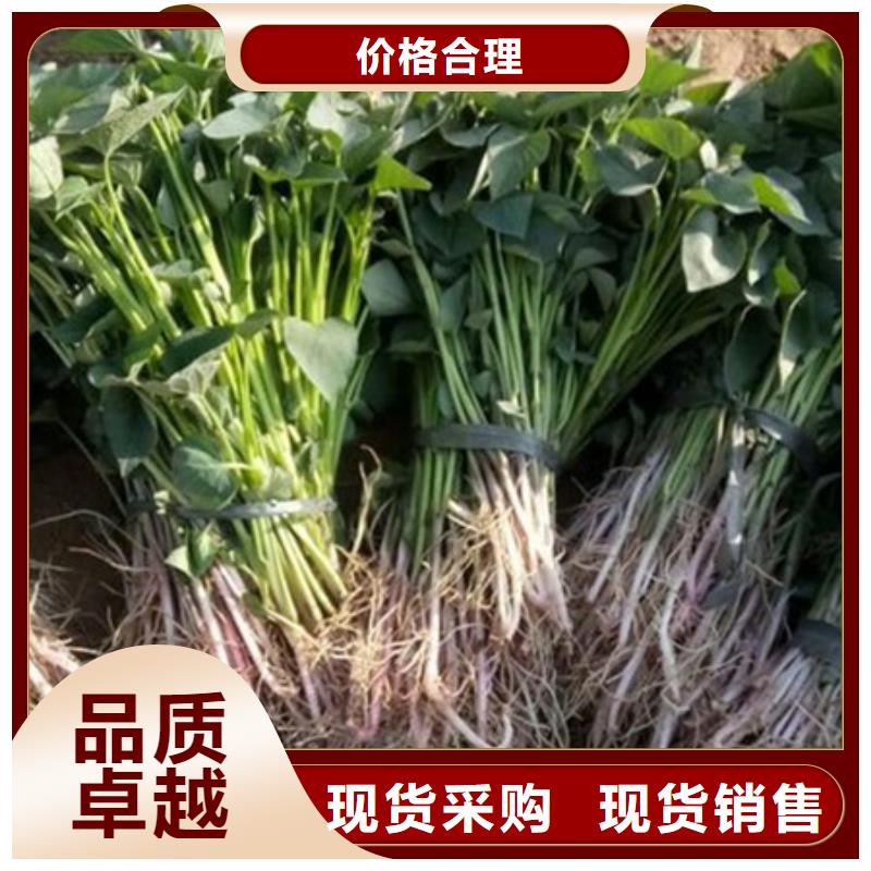 有現(xiàn)貨的紫薯苗批發(fā)商