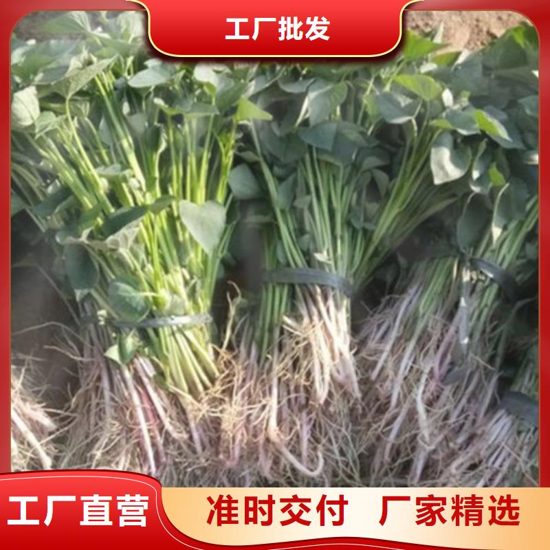 紫薯苗-紫薯苗來電咨詢