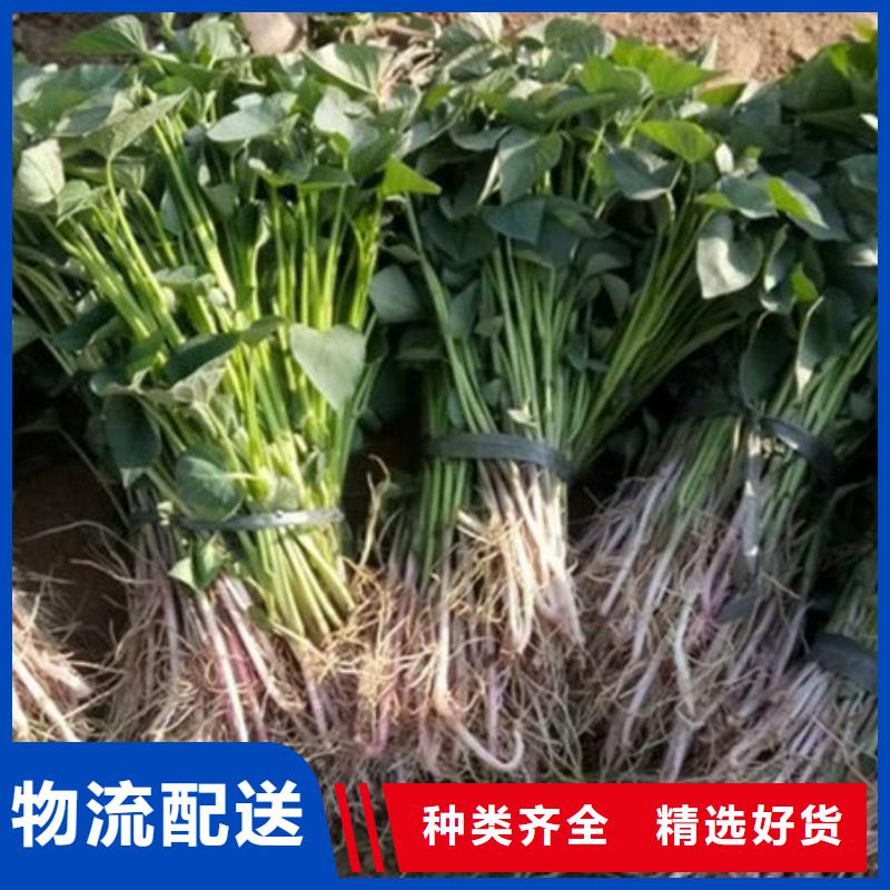 紫薯苗1-您的優(yōu)選