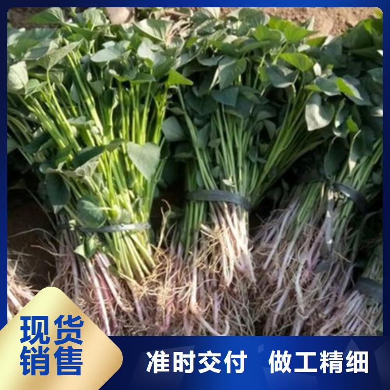 優(yōu)選：紫薯苗公司