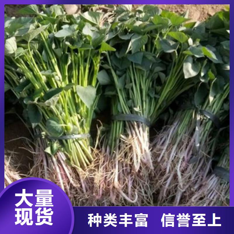 紫薯苗-紫薯苗大型廠家
