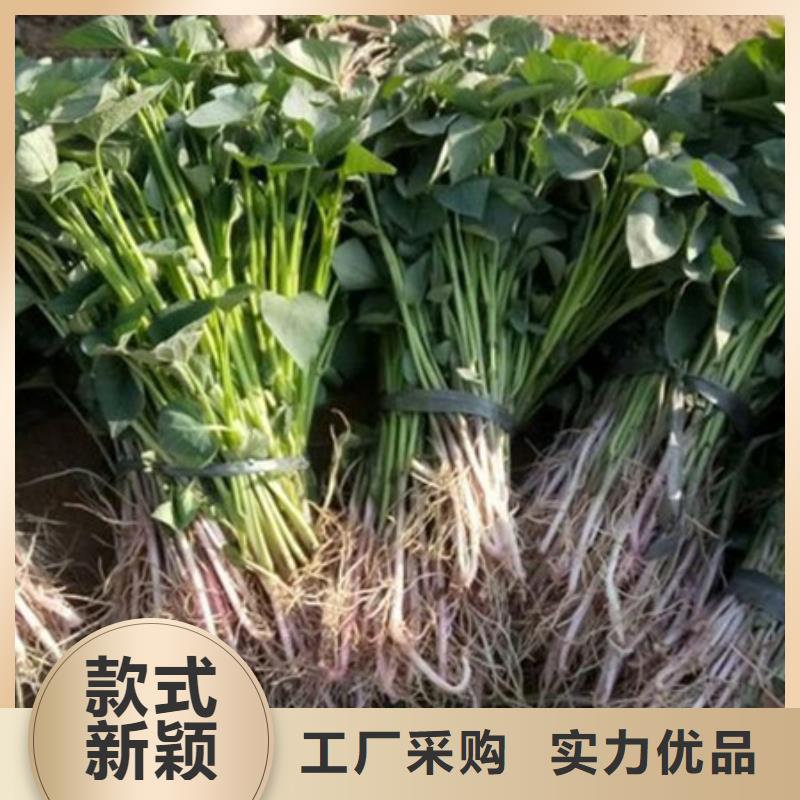 紫薯苗生產(chǎn)商_樂農(nóng)食品有限公司