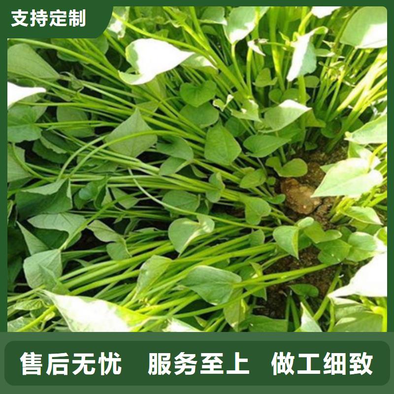 紫薯苗源頭好貨