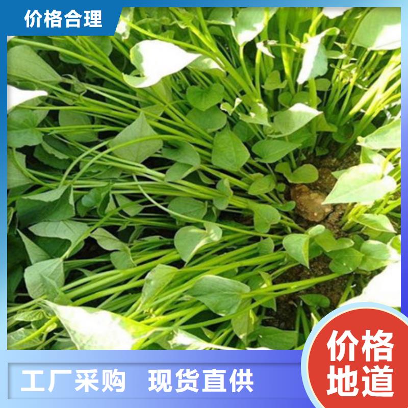 定制紫薯苗_品牌廠家
