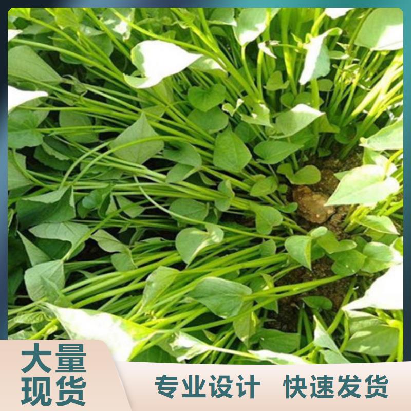紫薯苗1專業(yè)定制
