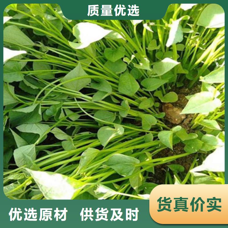 可定制的紫薯苗1實(shí)體廠家