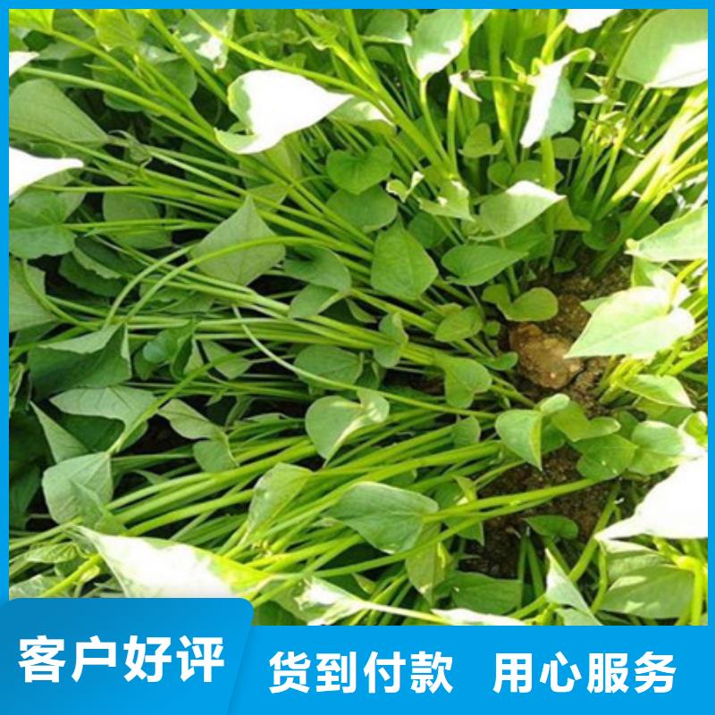 紫薯苗1工期短