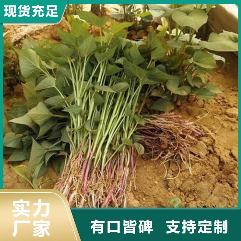 供應(yīng)批發(fā)紫薯苗-大型廠家