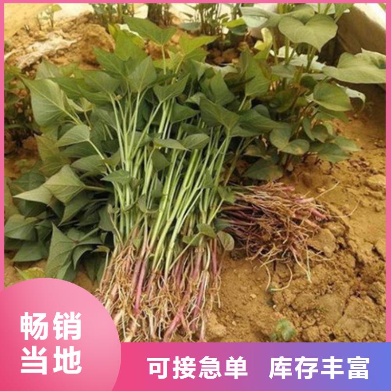 新聞：紫薯苗生產(chǎn)廠家